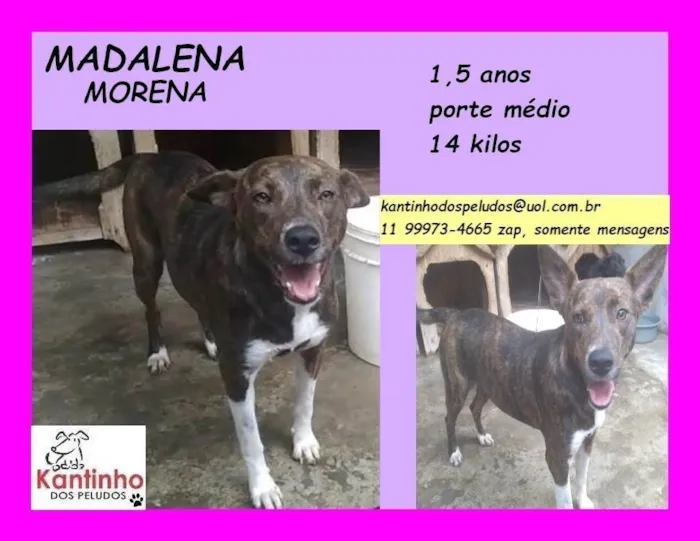 Cachorro ra a SRD-ViraLata idade 1 ano nome Madalena morena