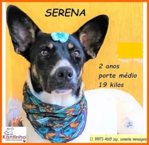 Cachorro raça SRD-ViraLata idade 2 anos nome Serena
