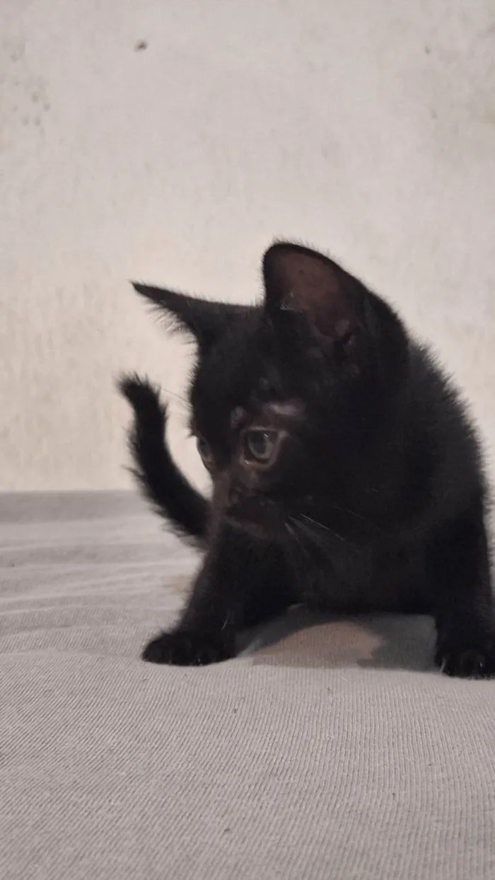Gato ra a SRD-ViraLata idade Abaixo de 2 meses nome Banguela 