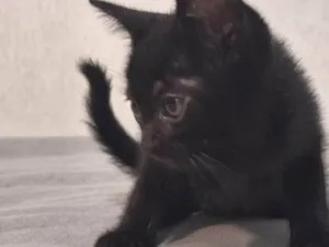 Gato raça SRD-ViraLata idade Abaixo de 2 meses nome Banguela 