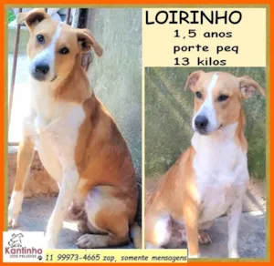 Cachorro raça SRD-ViraLata idade 1 ano nome Loirinho