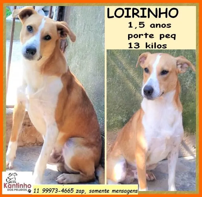 Cachorro ra a SRD-ViraLata idade 1 ano nome Loirinho
