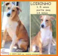 Loirinho
