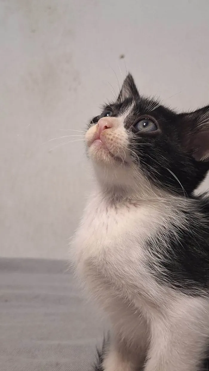 Gato ra a SRD-ViraLata idade Abaixo de 2 meses nome Banguela 