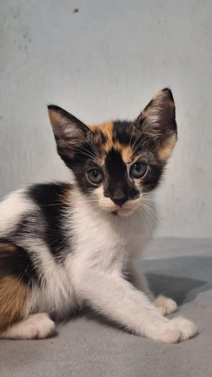 Gato ra a SRD-ViraLata idade Abaixo de 2 meses nome Banguela 