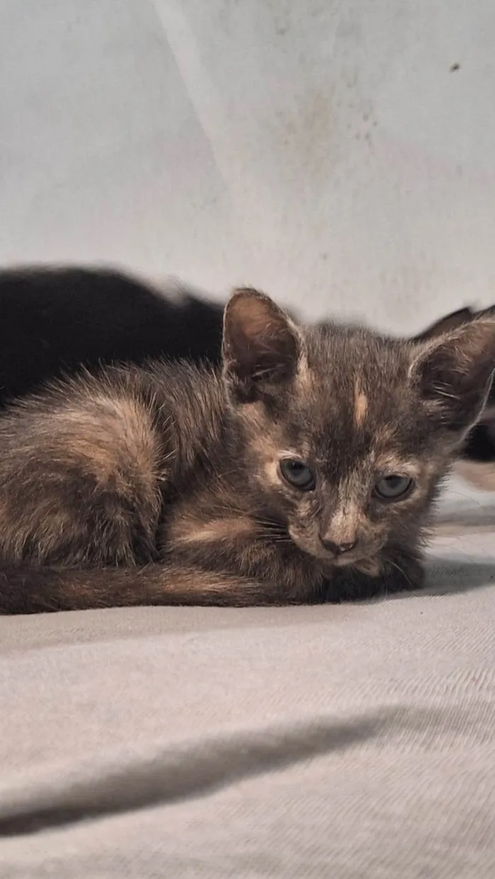 Gato ra a SRD-ViraLata idade Abaixo de 2 meses nome Banguela 