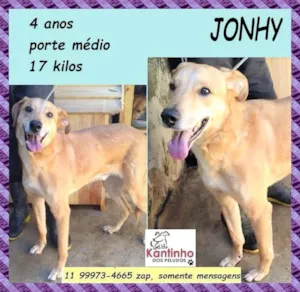 Cachorro raça SRD-ViraLata idade 4 anos nome Jonhy