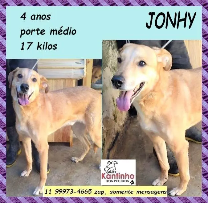 Cachorro ra a SRD-ViraLata idade 4 anos nome Jonhy