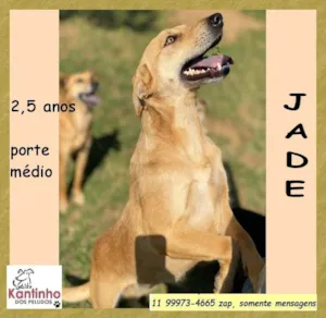 Cachorro raça SRD-ViraLata idade 2 anos nome Jade 