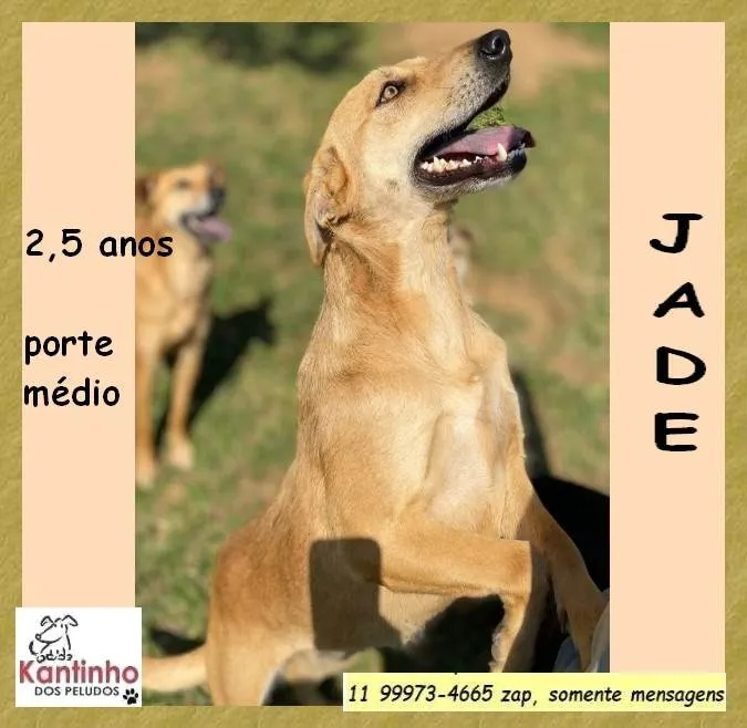 Cachorro ra a SRD-ViraLata idade 2 anos nome Jade 