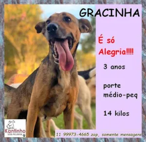 Cachorro raça SRD-ViraLata idade 3 anos nome Gracinha 