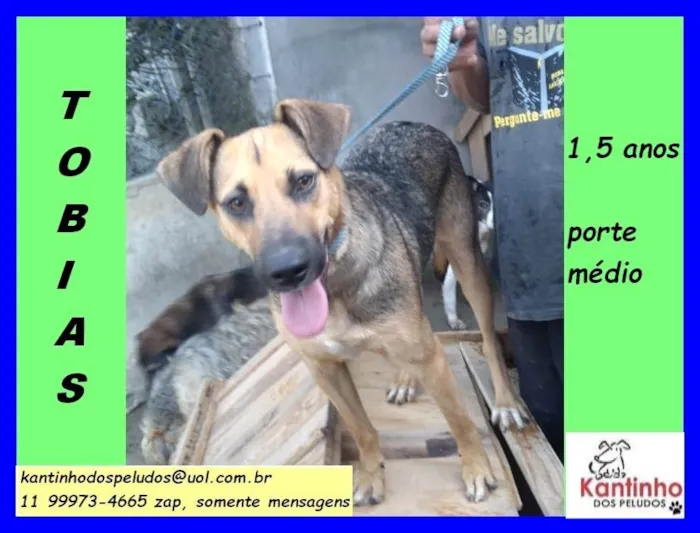 Cachorro ra a SRD-ViraLata idade 1 ano nome Tobias 