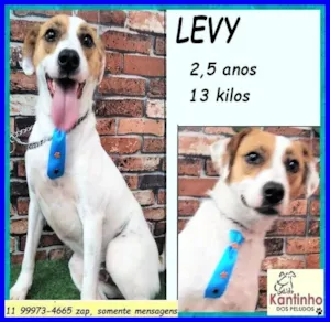 Cachorro raça SRD-ViraLata idade 2 anos nome Levy