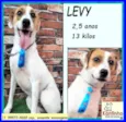 Levy