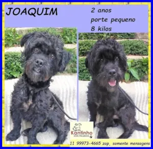 Cachorro raça SRD-ViraLata idade 3 anos nome Joaquim 