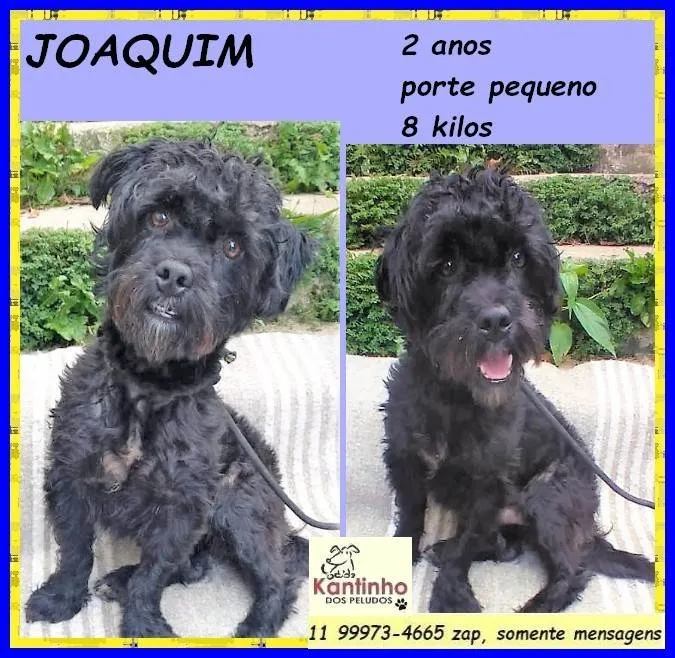 Cachorro ra a SRD-ViraLata idade 3 anos nome Joaquim 