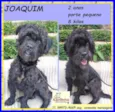 Joaquim
