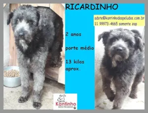 Cachorro raça SRD-ViraLata idade 2 anos nome Ricardinho