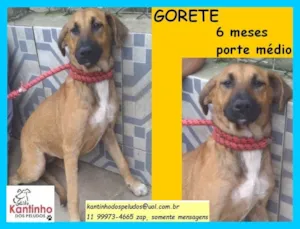 Cachorro raça SRD-ViraLata idade 2 a 6 meses nome Gorete