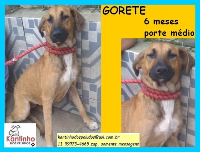 Cachorro ra a SRD-ViraLata idade 2 a 6 meses nome Gorete