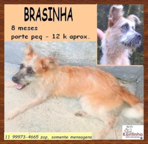 Cachorro raça SRD-ViraLata idade 7 a 11 meses nome Brasinha