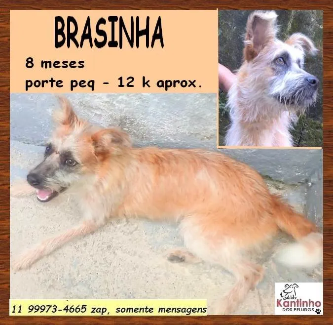 Cachorro ra a SRD-ViraLata idade 7 a 11 meses nome Brasinha