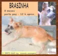 Brasinha