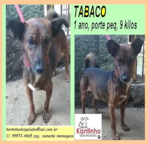 Cachorro raça SRD-ViraLata idade 1 ano nome Tabaco
