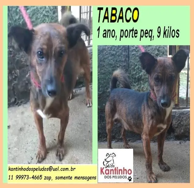 Cachorro ra a SRD-ViraLata idade 1 ano nome Tabaco