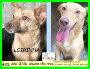 Cachorro raça SRD-ViraLata idade 4 anos nome Loirinha