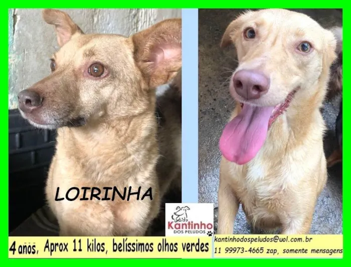 Cachorro ra a SRD-ViraLata idade 4 anos nome Loirinha