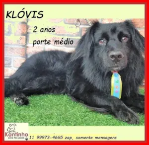 Cachorro raça SRD-ViraLata idade 2 anos nome Klóvis