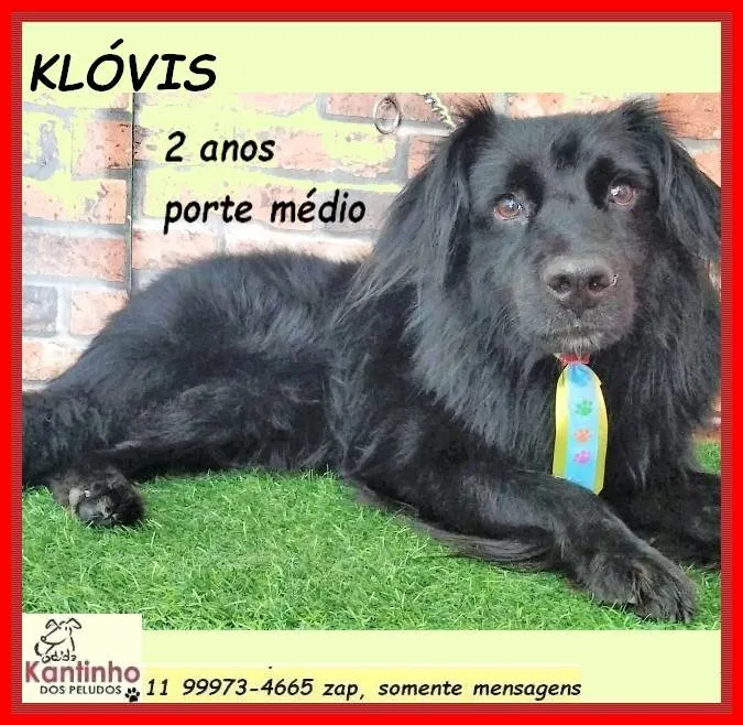 Cachorro ra a SRD-ViraLata idade 2 anos nome Klóvis