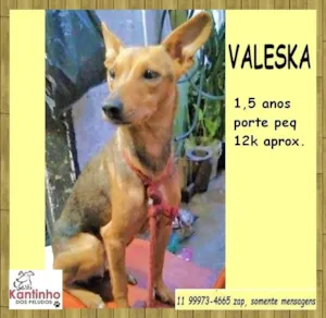 Cachorro raça SRD-ViraLata idade 1 ano nome Valeska