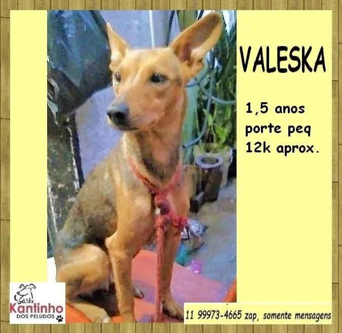 Cachorro ra a SRD-ViraLata idade 1 ano nome Valeska