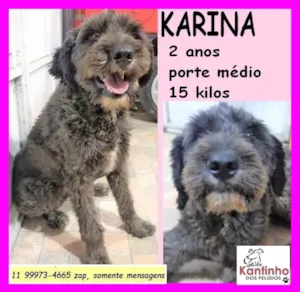 Cachorro raça SRD-ViraLata idade 2 anos nome Karina