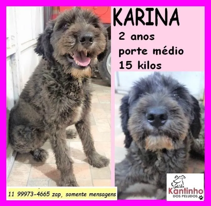 Cachorro ra a SRD-ViraLata idade 2 anos nome Karina