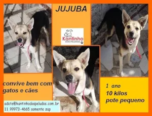 Cachorro raça SRD-ViraLata idade 1 ano nome Jujuba