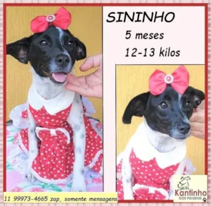 Cachorro raça SRD-ViraLata idade 2 a 6 meses nome Sininho 