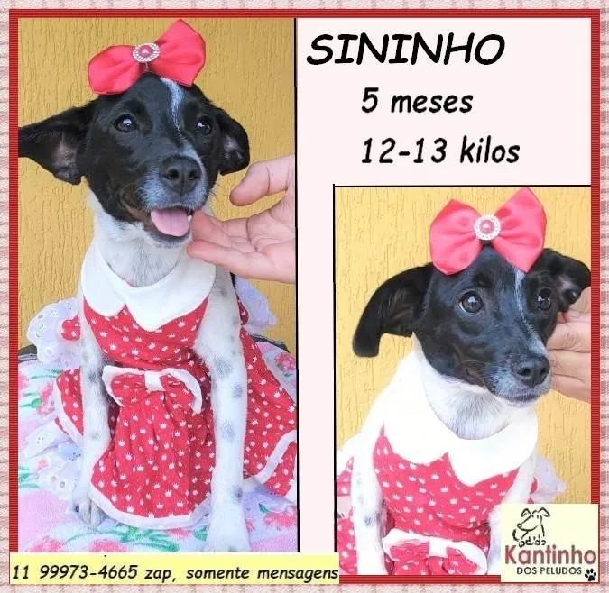 Cachorro ra a SRD-ViraLata idade 2 a 6 meses nome Sininho 
