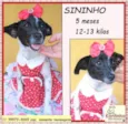 Sininho
