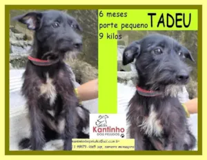 Cachorro raça SRD-ViraLata idade 2 a 6 meses nome Tadeu