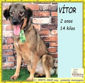Cachorro raça SRD-ViraLata idade 2 anos nome Vítor