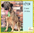 Vítor