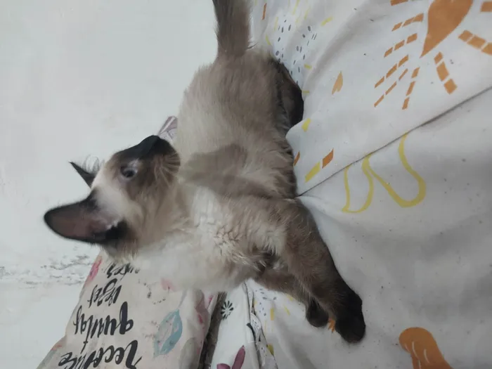 Gato ra a Siamês idade 2 a 6 meses nome Maria