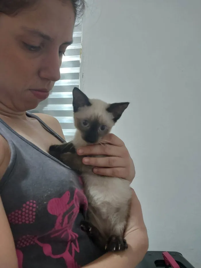 Gato ra a Siamês idade 2 a 6 meses nome Maria