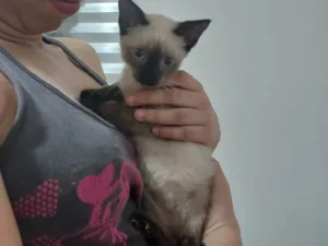 Gato raça Siamês idade 2 a 6 meses nome Maria