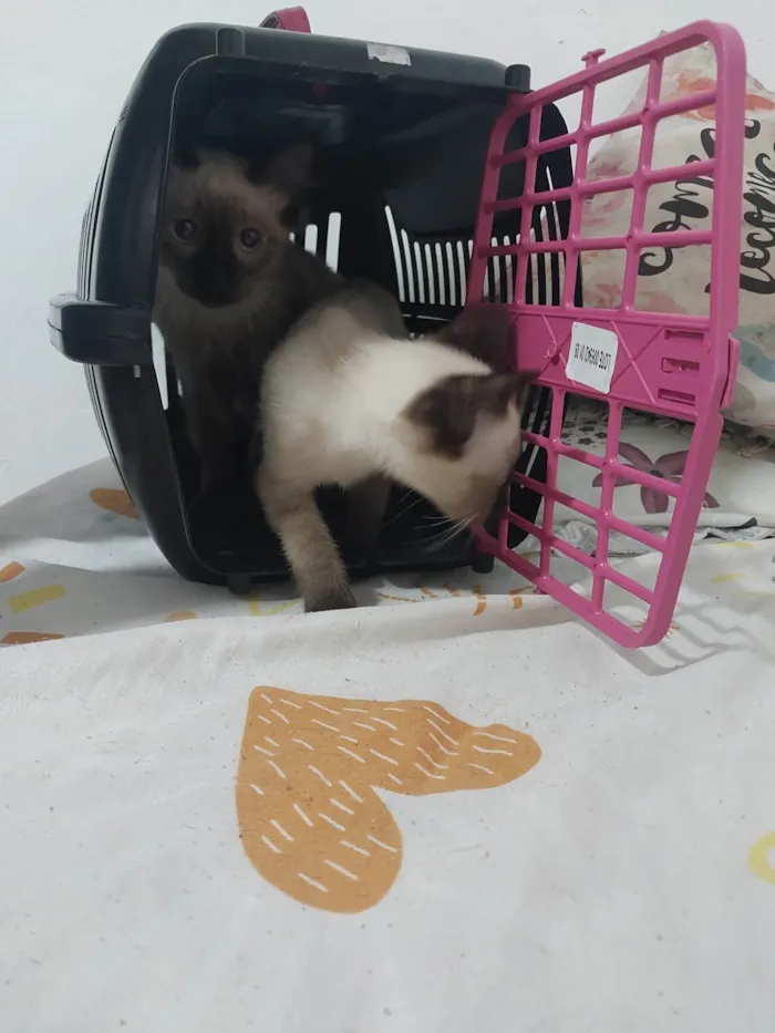 Gato ra a Siamês idade 2 a 6 meses nome Maria 2