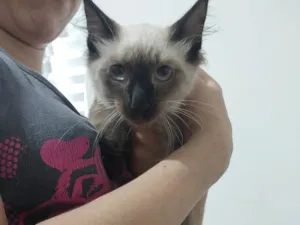 Gato raça Siamês idade 2 a 6 meses nome Maria 2
