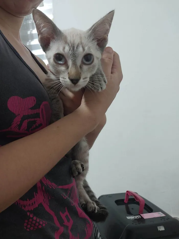 Gato ra a Siamês idade 2 a 6 meses nome Maria 3